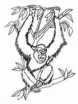 Orangutan Mycoloring sketch template