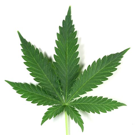 marijuana leafjpg