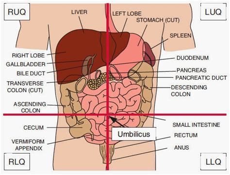 abdomen abdominal organs nursing