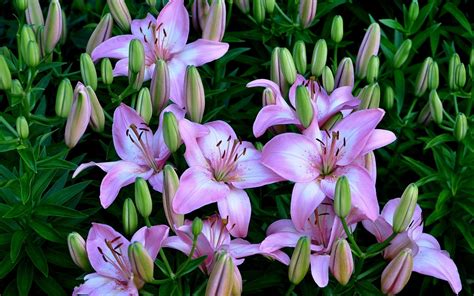 Purple Lilies