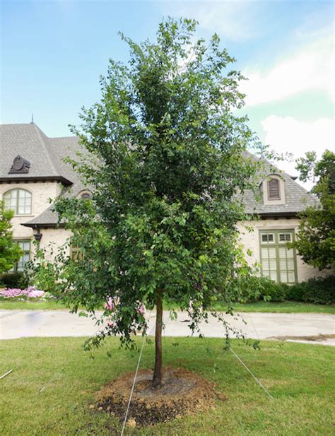 Lacebark Elm Tree Dallas Texas Treeland Nursery