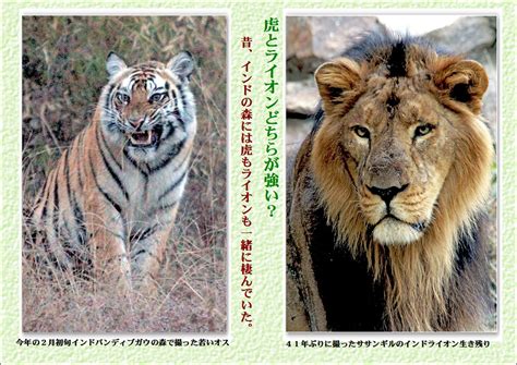 大谷計介野生の世界 虎・ライオンからパンダ迄 虎とライオンどちらが強い？バンディブ次期王者の座は？
