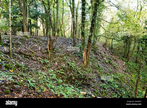 spoil tip  south oak wood  breams grove forest  dean stock photo alamy