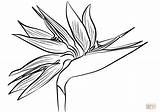 Paradise Bird Flower Coloring Strelitzia Drawing Birds Pages Flowers Printable Template Getdrawings Sketch sketch template