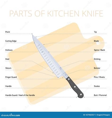 kitchen knife parts diagram flat vector infographic stock vector illustration  hollows