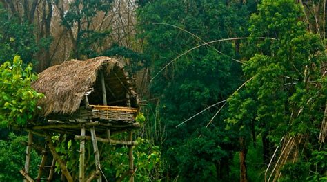tree huts  traditional kerala huts  constructed  huge trees
