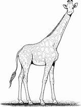 Jirafa Colorear Kleurplaat Giraf Girafa Giraffes Giraffa Kleurplaten Jirafas Bestcoloringpagesforkids Disegno Tatuajes Topkleurplaat Ausmalbild Cuello Desenhar Pintarcolorear sketch template