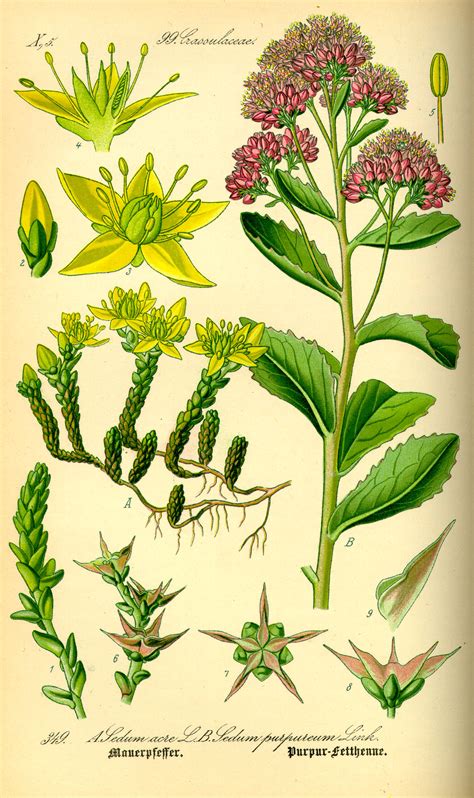 image  sedum telephium  thome flora von deutschland