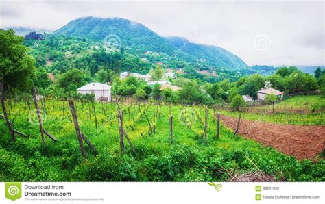 landscape  green vineyards  young vine grows   field