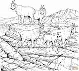 Coloring Mountain Goat Pages Mountains Goats Rocky Billy Gruff Herd Printable Three Drawing Colouring Books Adult Adults Color Animal Drawings sketch template
