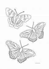 Butterfly Butterflies Flying Coloring Line Pages Drawing Three Drawings Color Different Getdrawings sketch template