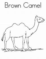 Coloring Camel Pages Color Brown Printable Kids Print Popular sketch template