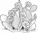 Cactus Coloring Prickly Pear Opuntia Printable Categories sketch template