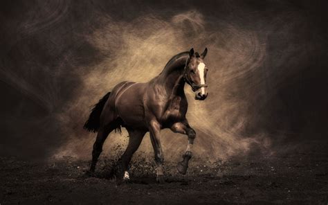 cool horse hd wallpapers top  cool horse hd backgrounds wallpaperaccess