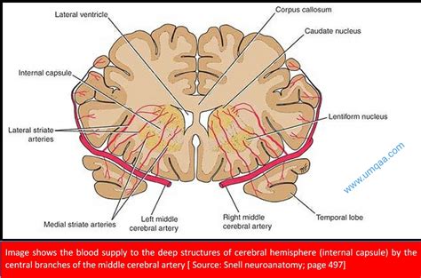 blood supply   brain