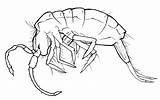 At1 Side Mites sketch template