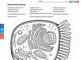 Cell Animal Coloring sketch template