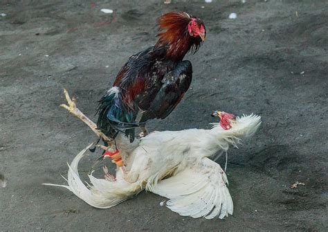 Cockfighting Ban Poised To Take Effect In Usvi Puerto Rico Virgin