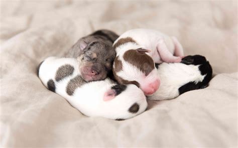 care  newborn puppies