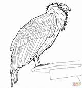 Condor Coloring Dibujos Andean Colorear Cóndores Perched Designlooter sketch template
