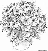 Adulte Pdf Petunias Blumen Mandalas Petunia Ausmalen Bestcoloringpagesforkids Potted Erwachsene Megamall Coloringhome sketch template