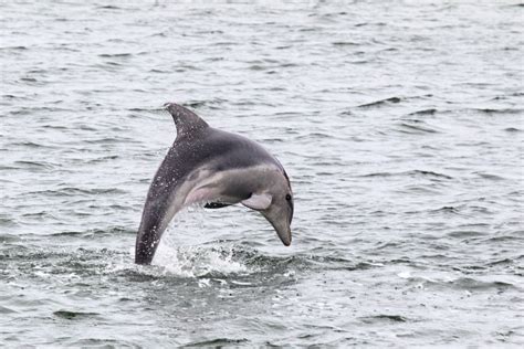 dolfijnen worden doodziek door klimaatverandering natuur reizen knack weekend
