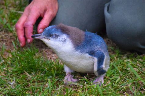 encounters   zealands largest blue penguin colony nz pocket guide   zealand