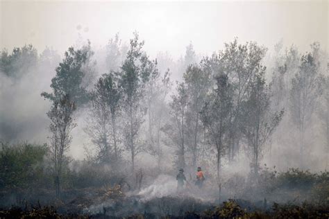 sarawaks air quality hits hazardous levels  forest fires rage coconuts