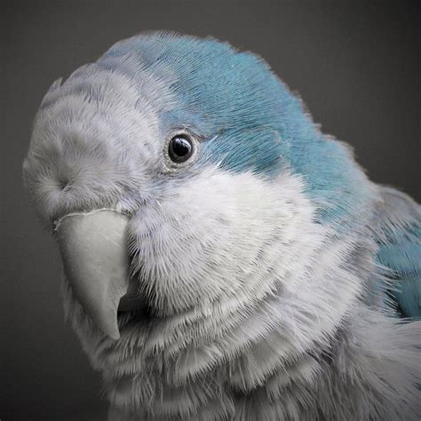 blue quaker parrot lifespan personality food  care pet birds parrot diy parrot toys