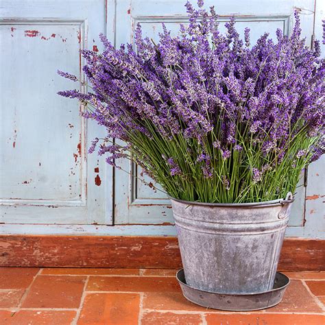 grow lavender indoors  spot green living