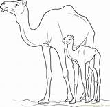 Camel Coloring Kid Drawing Kids Pages Coloringpages101 Online Paintingvalley sketch template