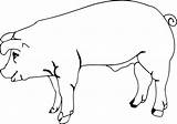 Farm Pig Coloring Wecoloringpage Animal sketch template