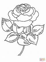 Blooming Rose Coloring Pages Printable Tablets Compatible Ipad Android Version Color Click sketch template