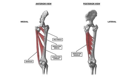 Crossfit Hip Musculature Part 4 Medial Muscles