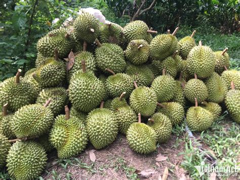 vietnams durian  multi billion dollar fruit