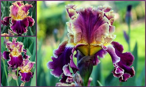 tall bearded iris  plants sowing  seeds