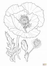 Poppy Coloring Flower Pages Drawing Poppies Flowers Printable Drawings Color Realistic Colouring Supercoloring Sheet Print Book Outline Red Skip Main sketch template