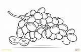 Grapes Coloring Raisins Drawing Bunch Grape Pages Printable Clipart Line Color Drawings Some Fundamentals sketch template