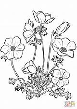 Anemone Coloring Coronaria Pages Printable Drawing sketch template