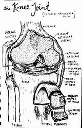 Knee Drawing Detailed Joint Anatomy Bones Tumblr sketch template
