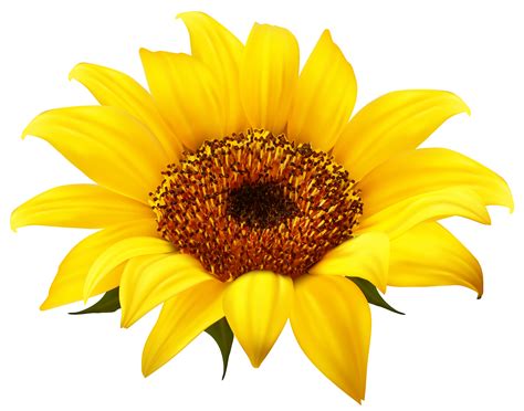 printable sunflower