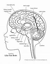 Cerebro Labeling Gehirn Physiology Amygdala Colouring Limbic Nervioso Cerebrale Tumeur Hippocampus Emociones Feelings Cortex Margaret Jessop Psyd Ann Personalize Abrir sketch template