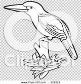 Kingfisher Outline Coloring Perched Bird Illustration Rf Royalty Clipart Perera Lal sketch template