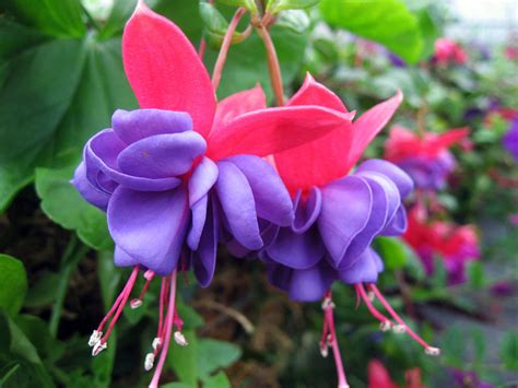 7 Beautiful Flowers To Grow In Hanging Planters On Your