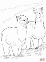 Alpaca Coloring Alpacas Pages Llama Drawing Printable Hairy Two Baby Nature Outline Crafts Cute Line Colouring South Supercoloring Drawings Select sketch template