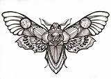 Moth Polillas Hawk Belagoria Nachtfalter Misteriosas Motten Tatouage Escarabajo Insecte Polilla Motte Insekten Tattoodaze Visiter Tattoosboygirl Skizzen Vorlagen Tatouages sketch template