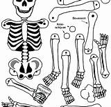 Coloring Skeleton Body Pages Human Parts Bone Bones Systems System Muscular Preschoolers Color Printable Getcolorings Kids Drawing Getdrawings Printables Anatomy sketch template