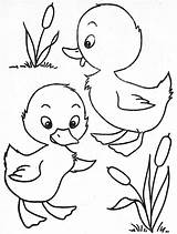 Coloring Pages Duck Ducks Baby Little Paper Kids Two Animal Visit Colouring Applique Patterns sketch template