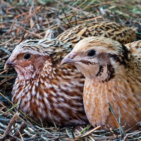 japanese quail coturnix japonica  late  lamented flickr