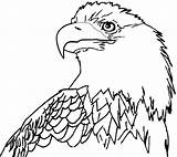 Eagle Coloring Bald Pages Eagles Printable Drawing Cartoon Clipart Line Realistic Color Book Philadelphia Cliparts Colouring Az Print Board Vector sketch template